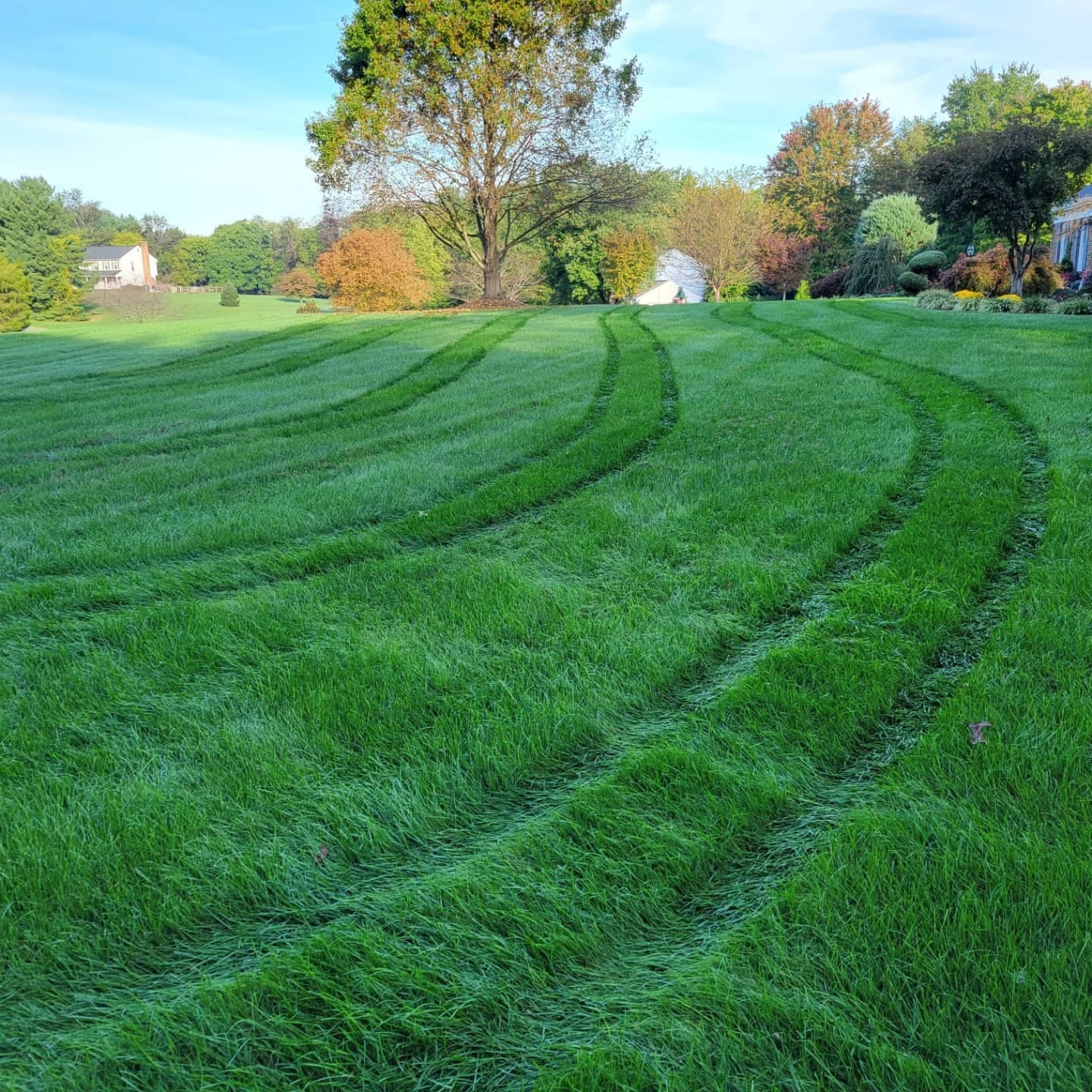 A weed-free backyard in the evening light