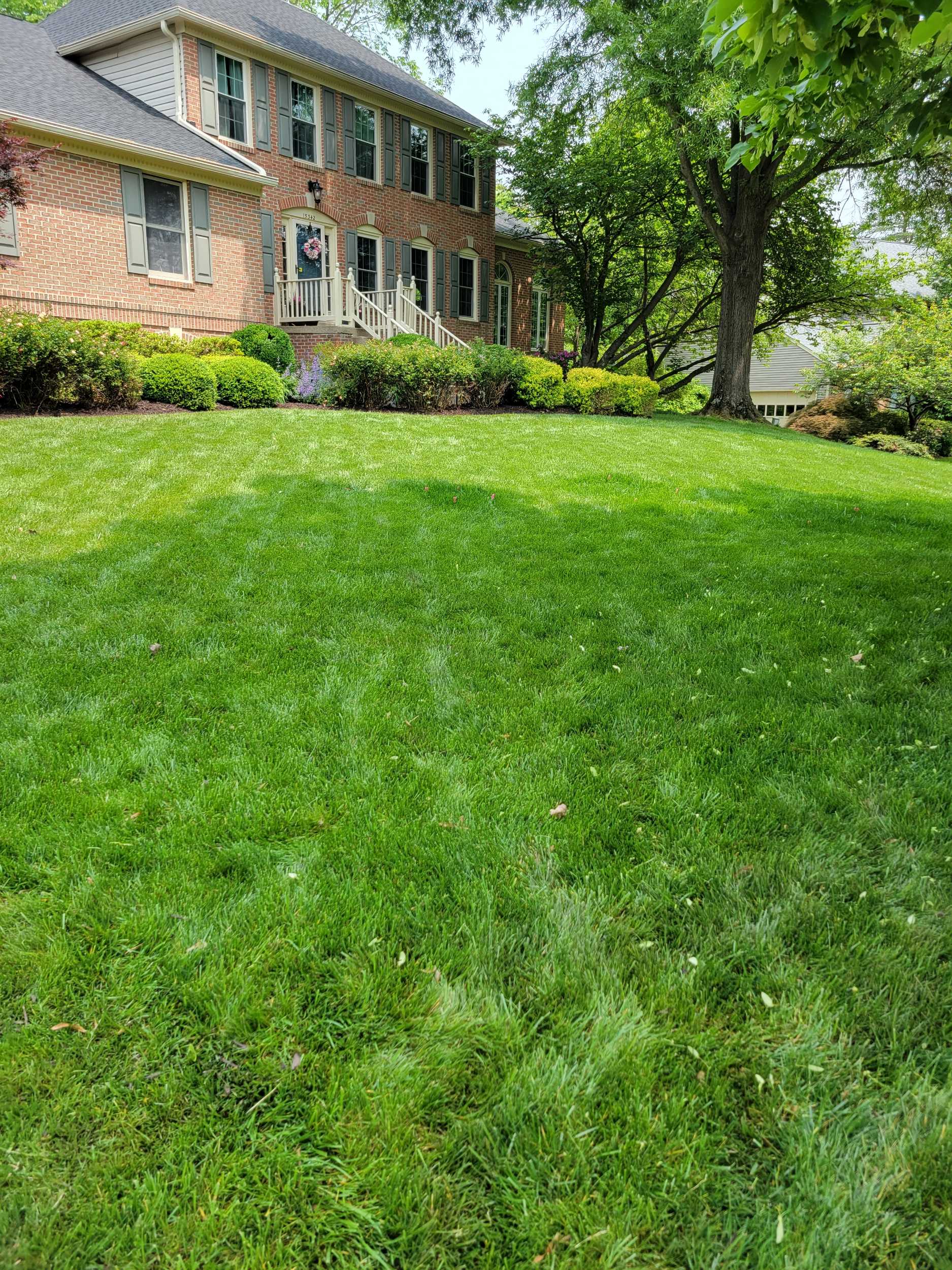 A thick, weed-free striped lawn treated by Simply Turf